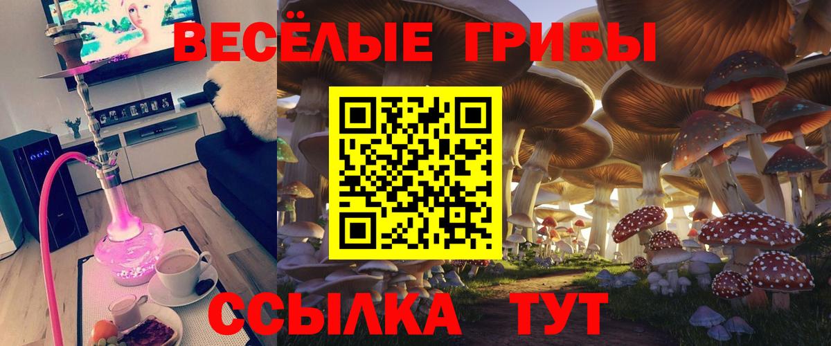 Псилоцибиновые грибы Psilocybe  Дагестанские Огни 
